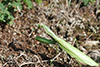 Mantis religiosa